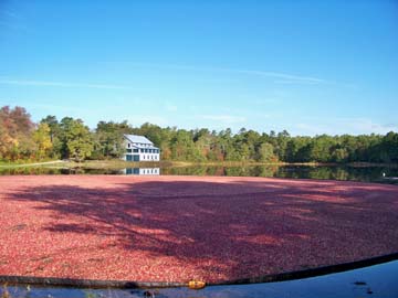 Cranberry Harvest at Double Trouble State Park (2008 photo)