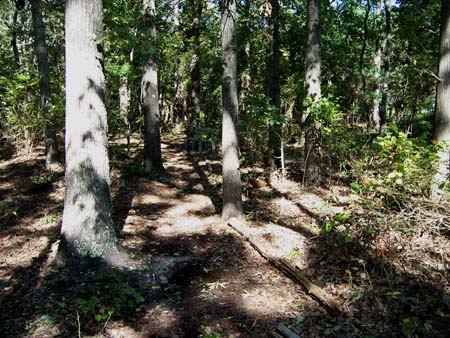 James F. Akers Woodland Trail at Forsythe