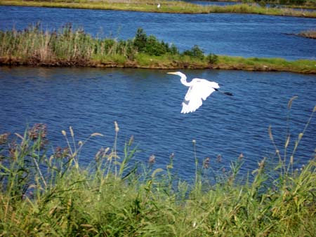 Great Egret in flight at Forsythe Wildlife Refuge near Atlantic City, NJ