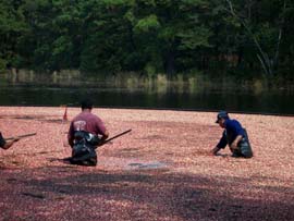 Gathering the cranberries