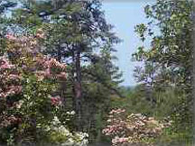 Mountain laurel blooms throughout the pine barrens in early June