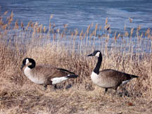 a pair of Canada Geese make their home at Forsythe National Wildlife Refuge, along with countless other waterfowl