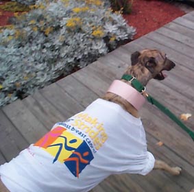 Max trots along the Point Pleasant Boardwalk, happily showing his new shirt off!